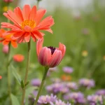 Bloemkool blancheren: de ultieme gids voor een perfecte bereiding