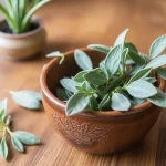 Gebruik van salie bij huisreiniging: praktisch en effectief