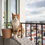 Veiligheidsmaatregelen voor kattenbalkons: zo houd je je kat veilig buiten